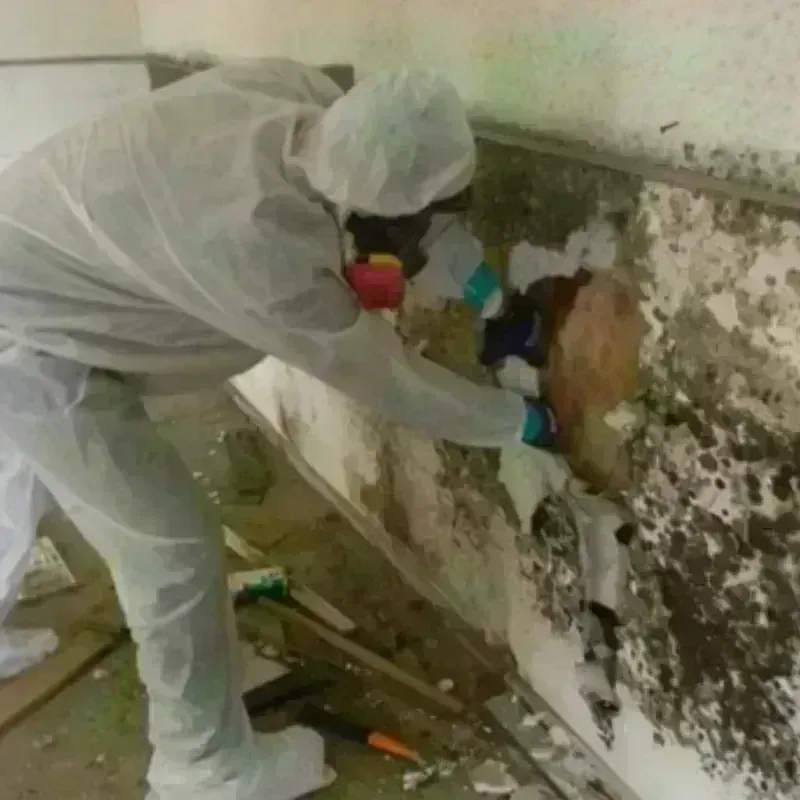 Mold Remediation and Removal in Church Point, LA